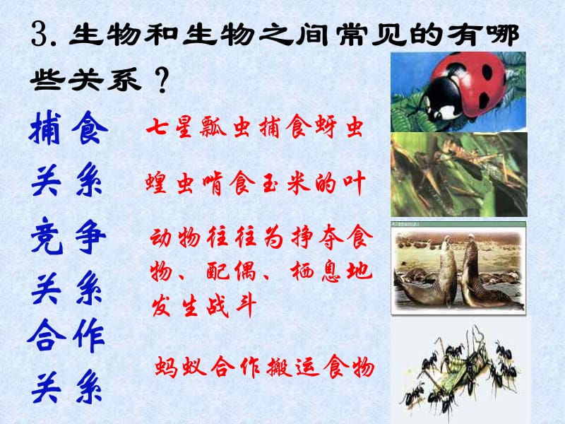 2019年生物对环境的适应和影响.ppt精品教育.ppt_第3页