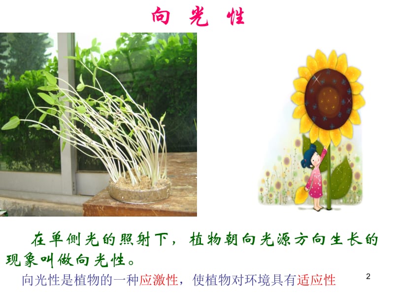 3.1_植物生长素的发现张爱慧.ppt_第2页