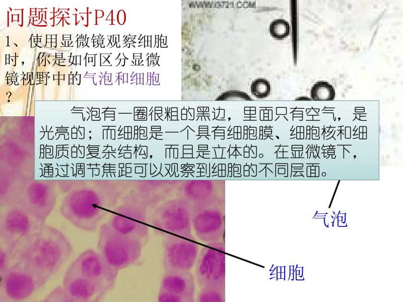 3.1细胞膜—系统的边界课件宗桂楹.ppt_第3页