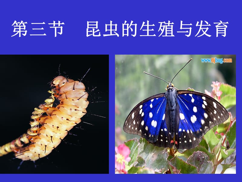 2019年生物：21.3《昆虫的生殖与发育》课件（苏教版八年级下）精品教育.ppt_第3页