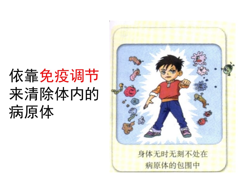 2.4《免疫调节》课件张荣梅.ppt_第2页