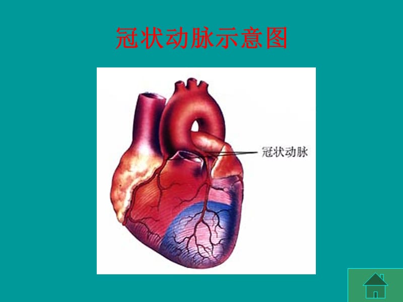 2019年输送血液的泵--心脏精品教育.ppt_第3页