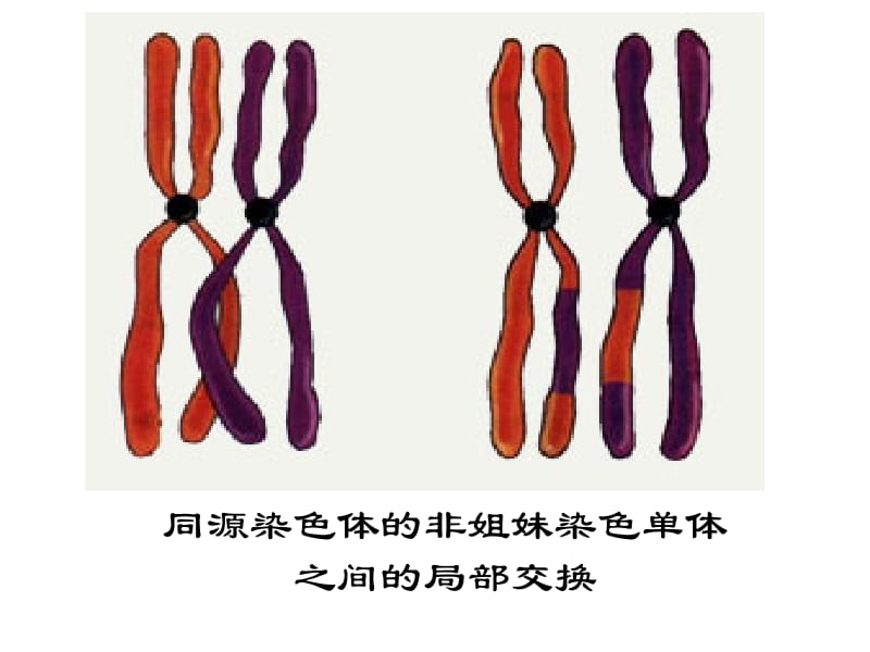 5.2《染色体变异》课件黄燕.ppt_第3页