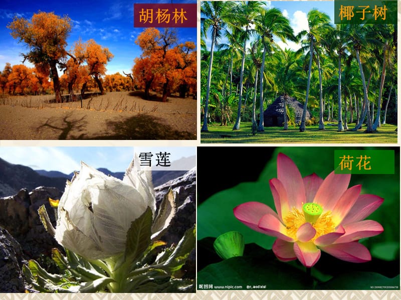 2019年第一节地理环境的差异性精品教育.ppt_第2页