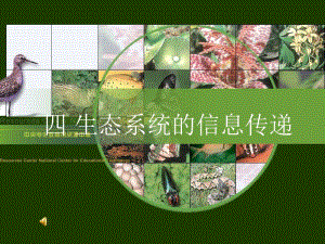 5.4《生态系统的信息传递》课件冯惠坚.ppt