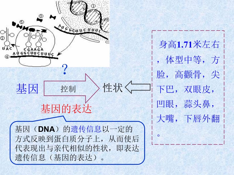 4[1].1基因指导蛋白质的合成课件(人教版必修II).ppt_第3页