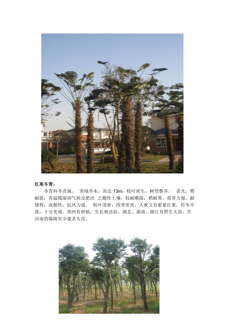 河南及其周边地区适应生长苗木种类之调查汇1059358527.doc_第3页