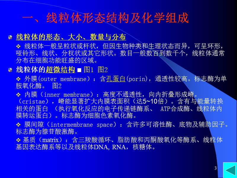 第6章线粒体与叶绿体.ppt_第3页