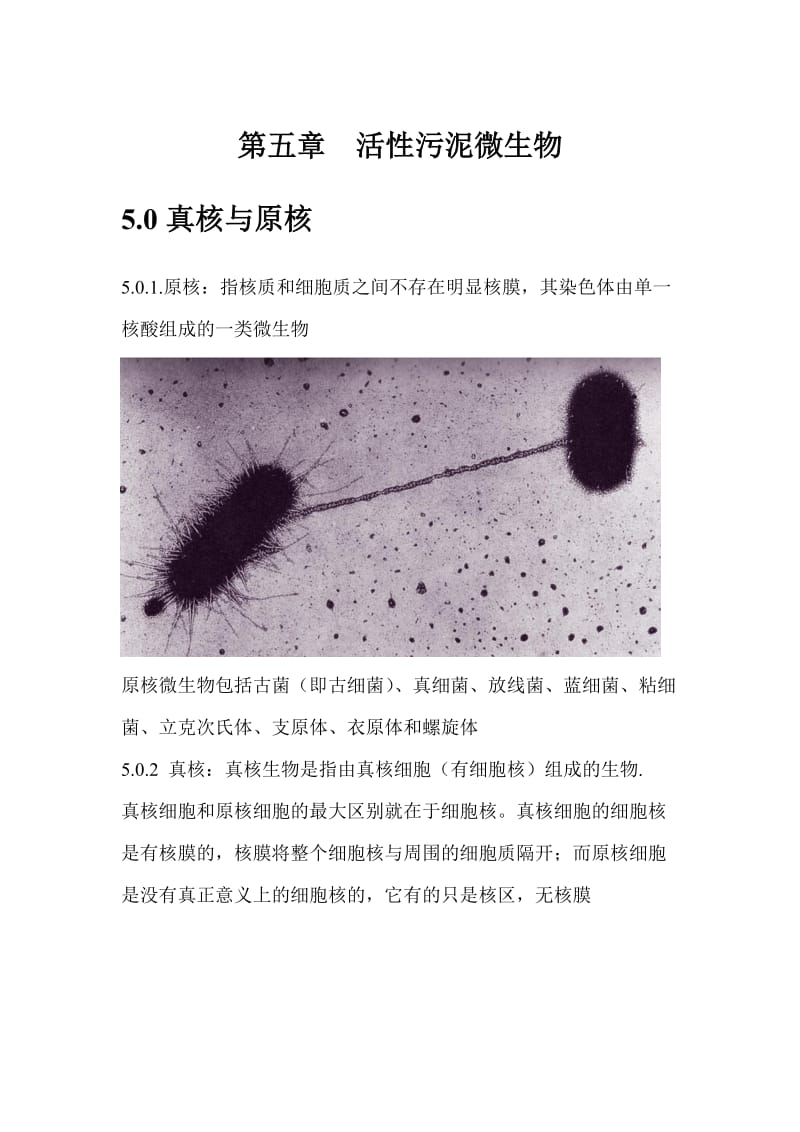 第五章活性污泥中的微生物.doc_第1页