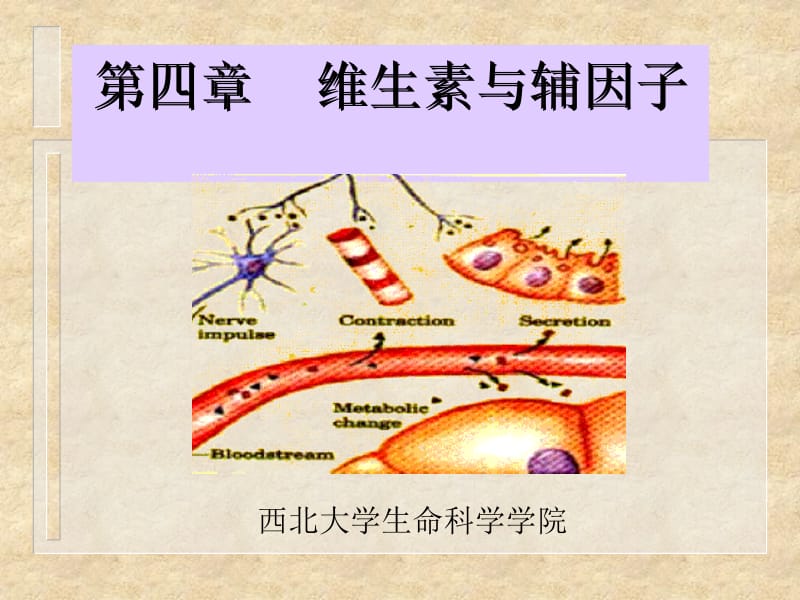 维生素 ppt课件.ppt_第1页