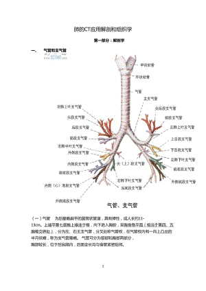 肺解剖.doc