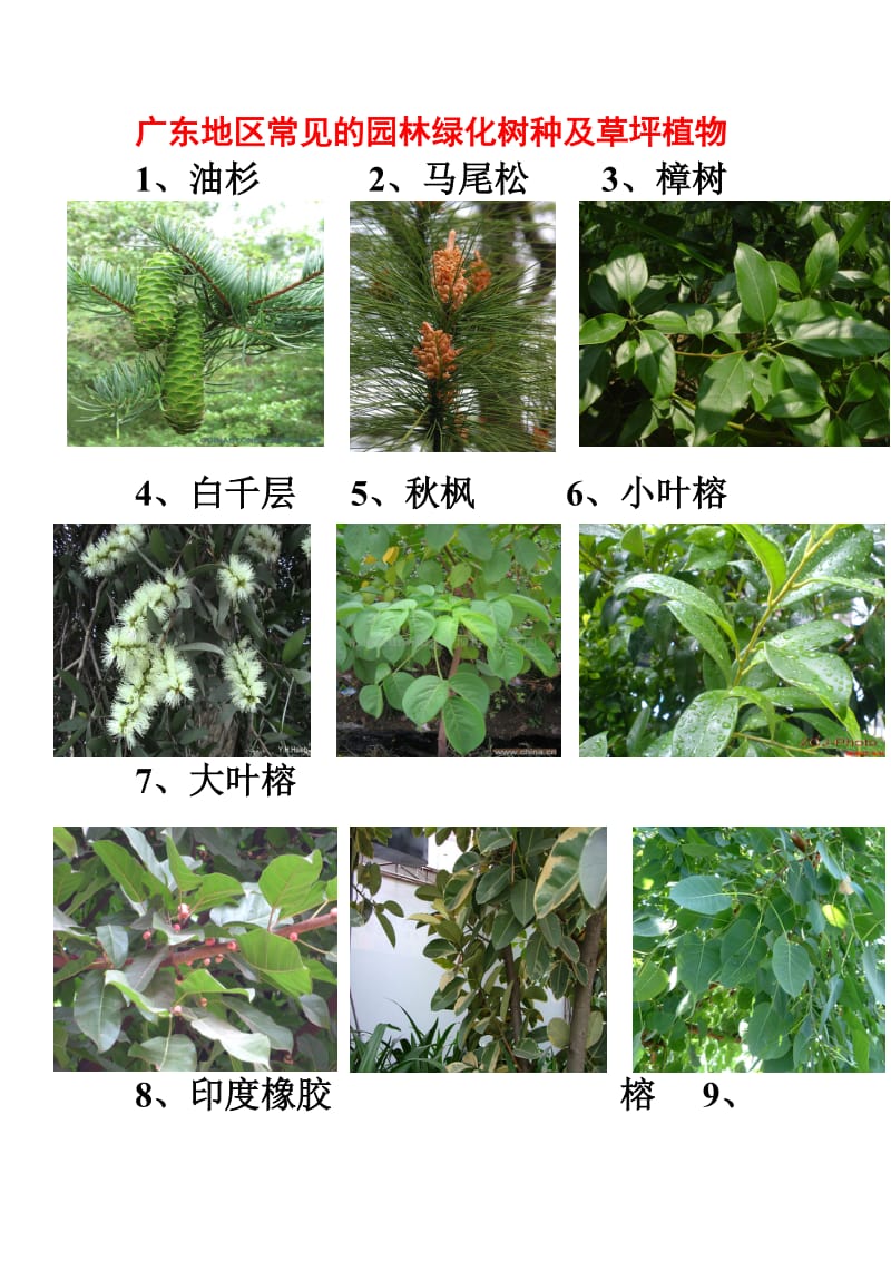 广东地区常见的园林植物74种.doc_第1页