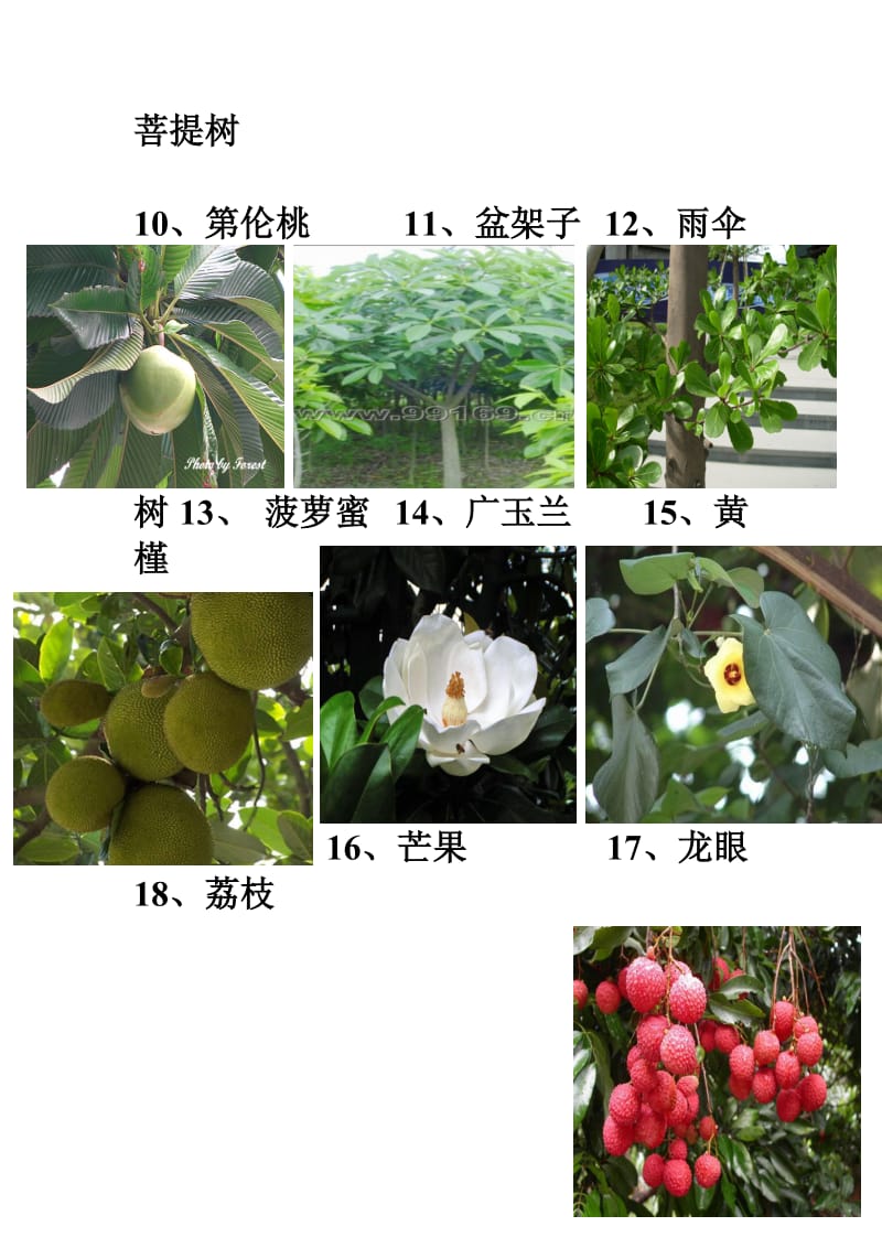 广东地区常见的园林植物74种.doc_第2页