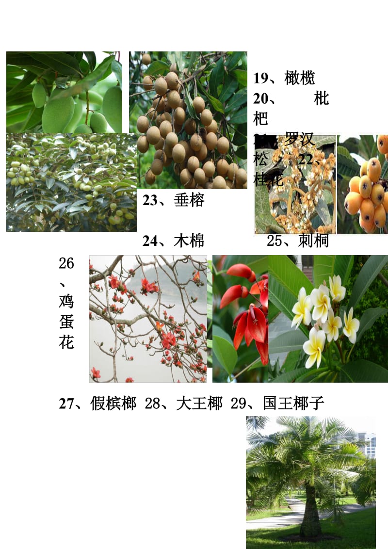 广东地区常见的园林植物74种.doc_第3页
