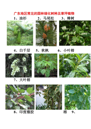 广东地区常见的园林植物74种.doc