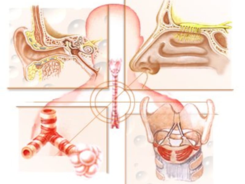 耳鼻咽喉解剖生理1.ppt_第2页