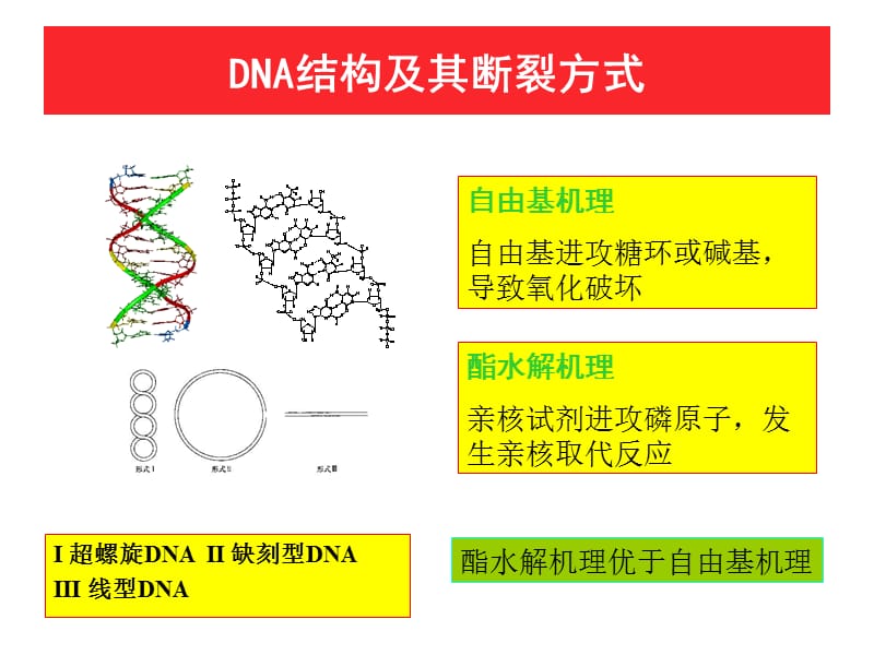 氨基酸铜配合物的合成、表征及对质粒DNA的切割.ppt_第3页
