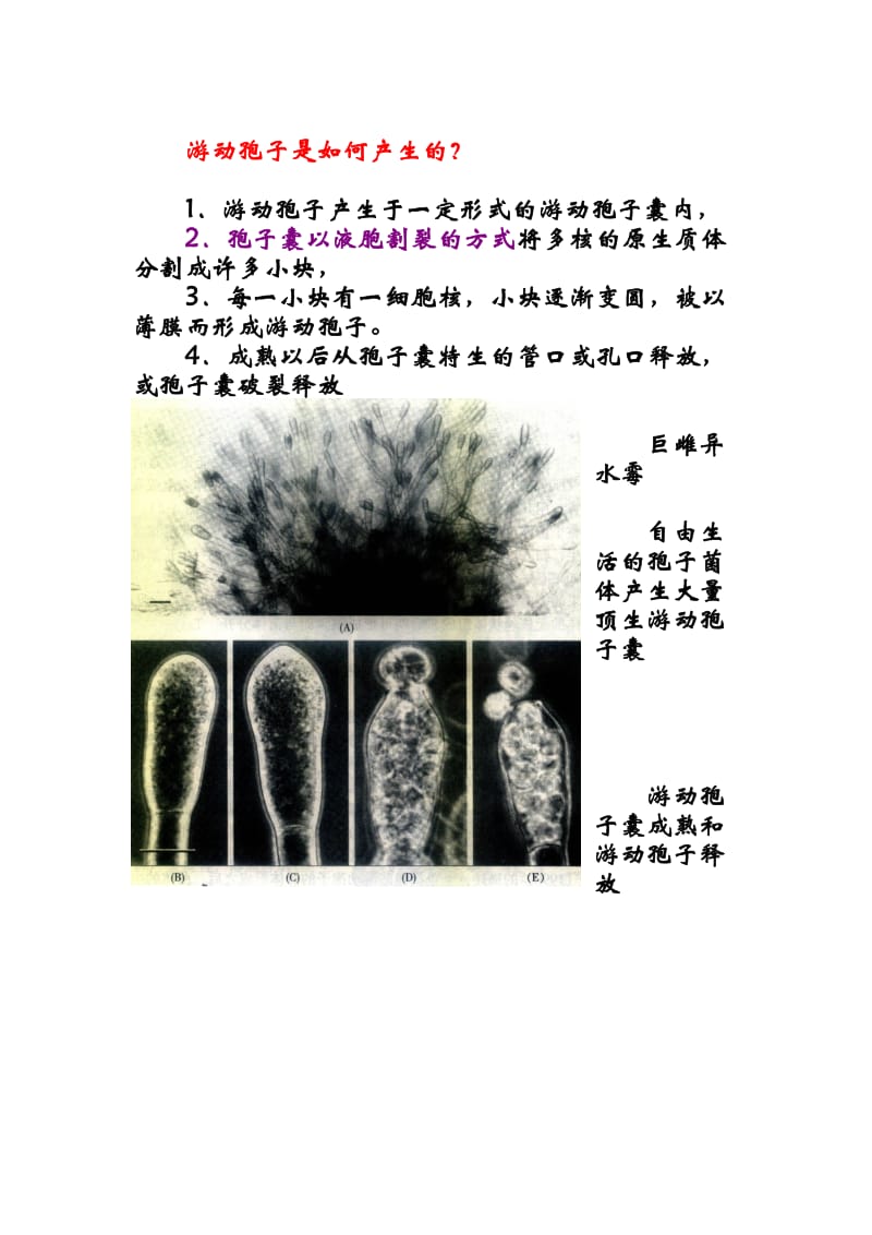 6-真菌的生殖.doc_第2页
