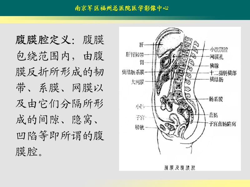 腹膜腔分区及影像学表现ppt课件.ppt_第2页