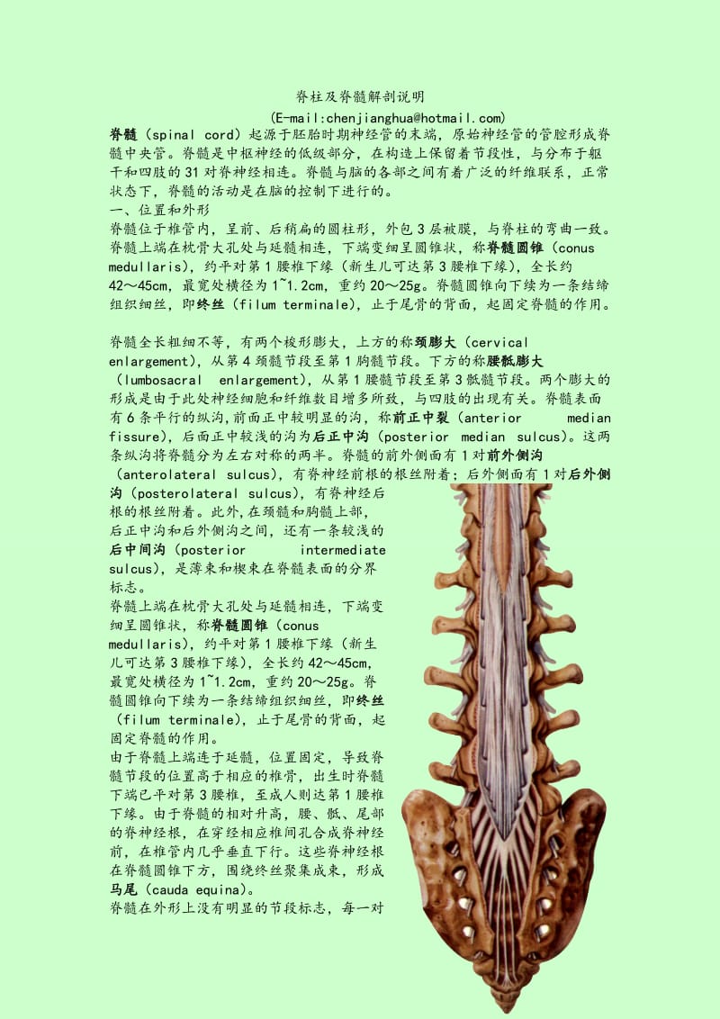 脊柱及脊髓解剖说明.doc_第1页