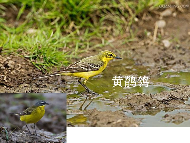 广西常见鸟类图片.ppt_第3页