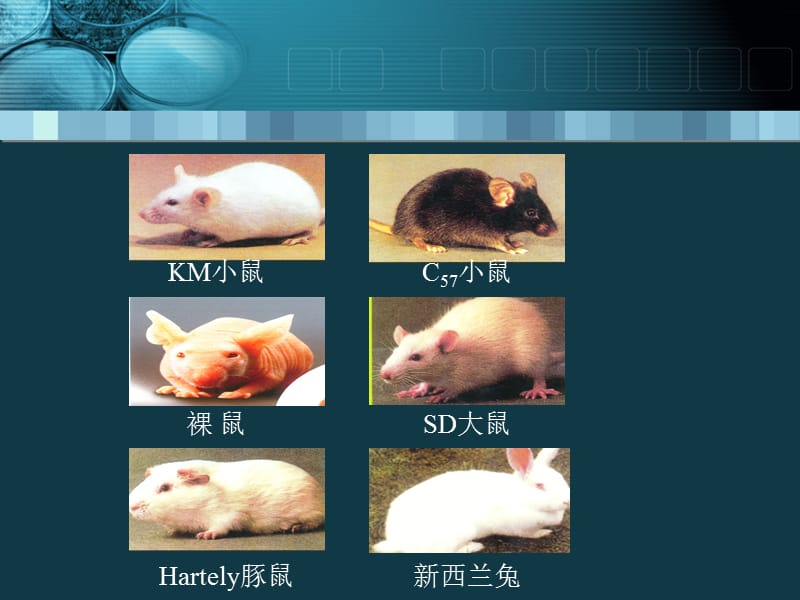 实验动物的生物安全.ppt_第3页