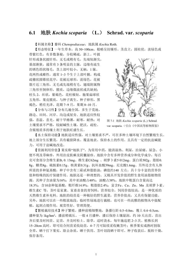 常见草本植物.doc_第1页