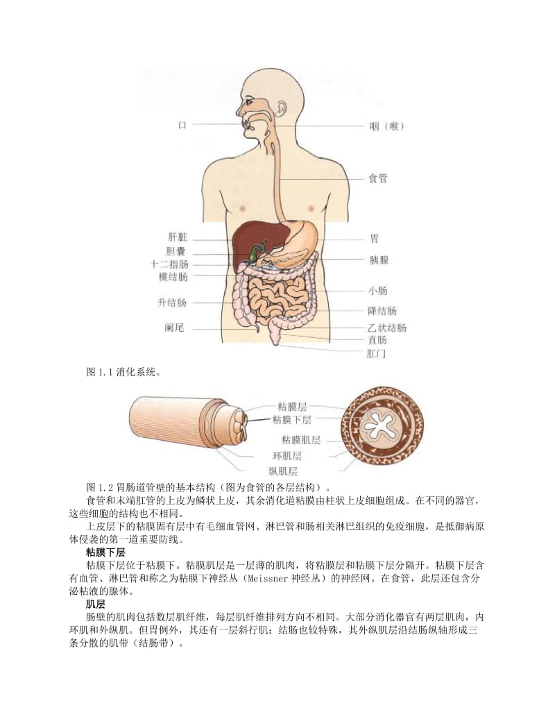 《胃肠动力检查手册》.doc_第3页