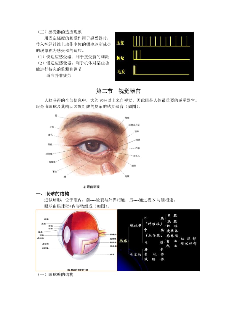 第五章感觉器官Convertor.doc_第2页