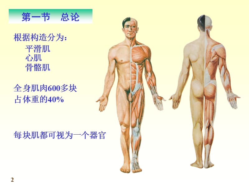 肌学和内脏学.ppt_第2页