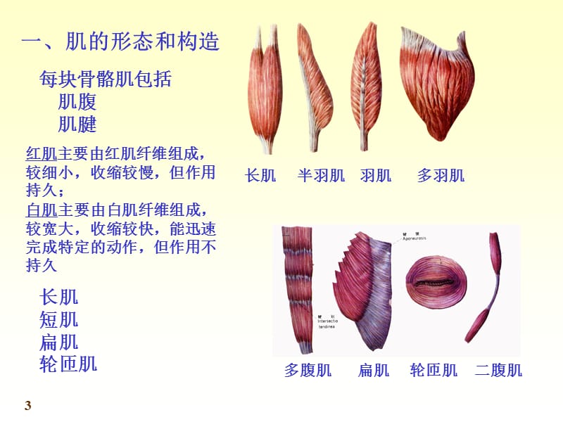 肌学和内脏学.ppt_第3页