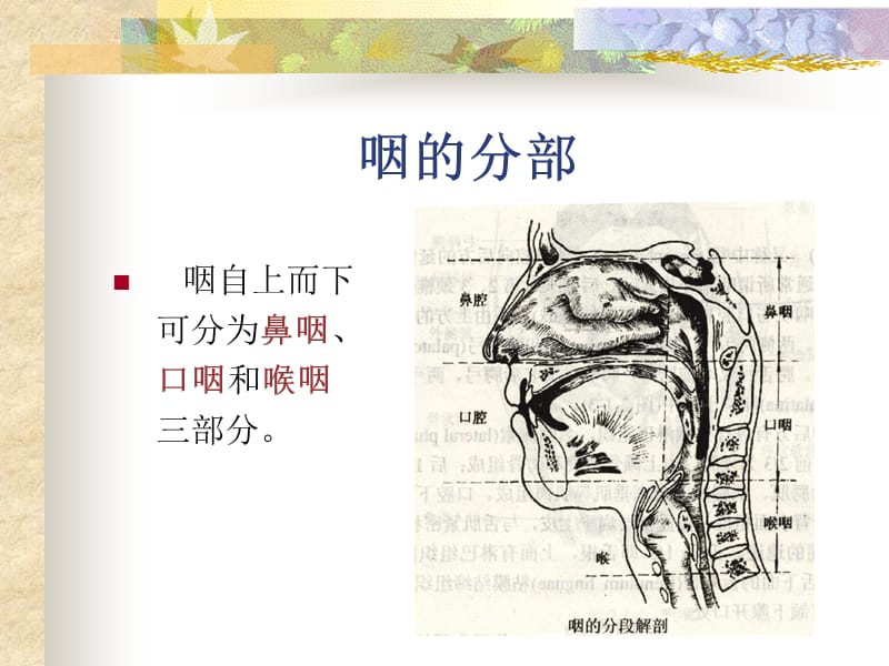 耳鼻咽喉头颈外科学03咽的应用解剖学及生理学.ppt_第3页