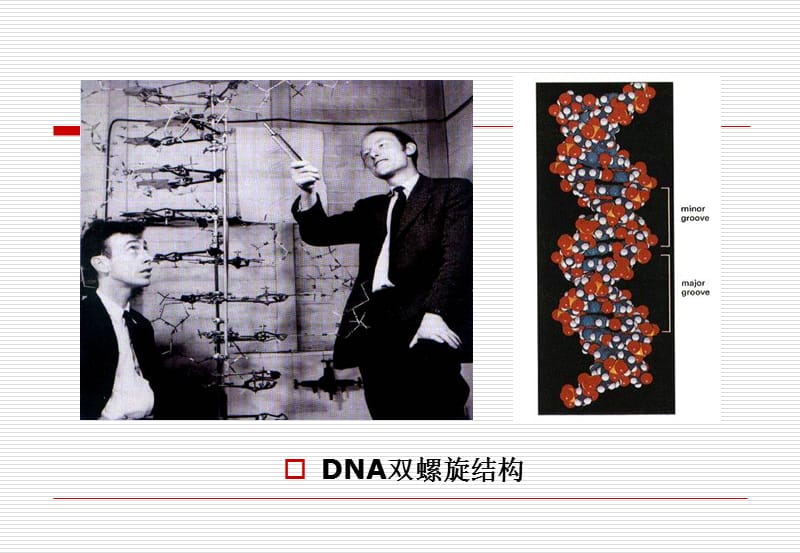 《医学遗传学》第二章DNA与遗传信息传递.ppt_第2页