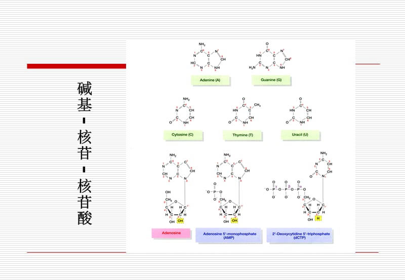 《医学遗传学》第二章DNA与遗传信息传递.ppt_第3页