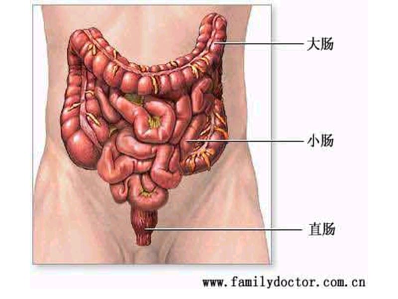 肛管直肠疾病.ppt_第3页