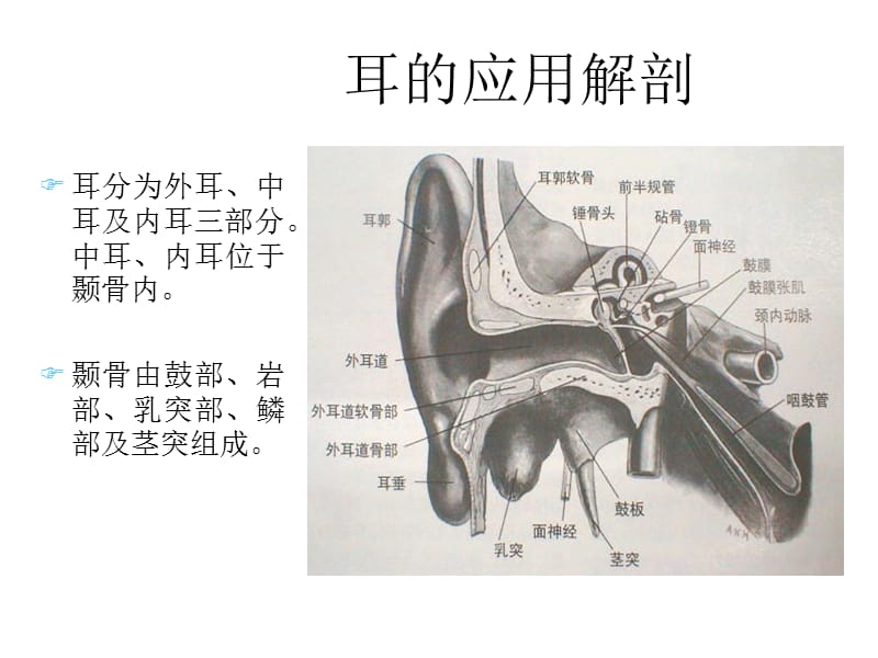 耳的应用解剖与生理.ppt_第2页