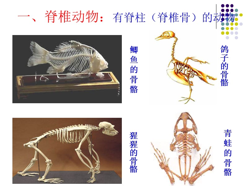 第二节脊椎动物的主要类群.ppt_第2页