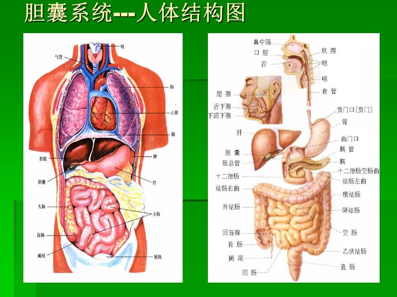 胆石通利胶囊新.ppt_第3页