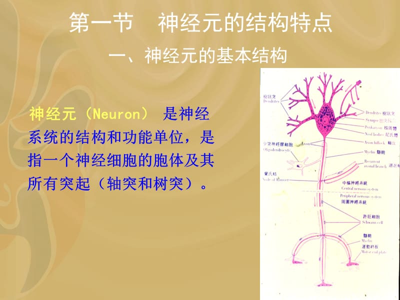 第2章神经元的结构与功能.ppt_第2页