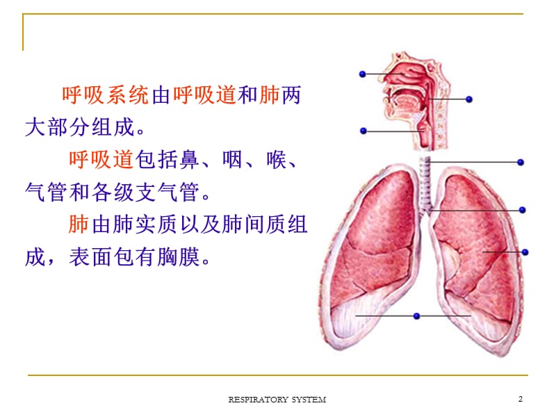 第06章呼吸系统.ppt_第2页
