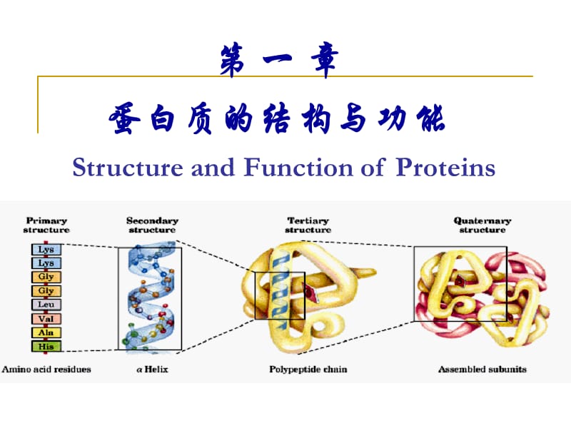 蛋白质的结构与功能.ppt_第3页
