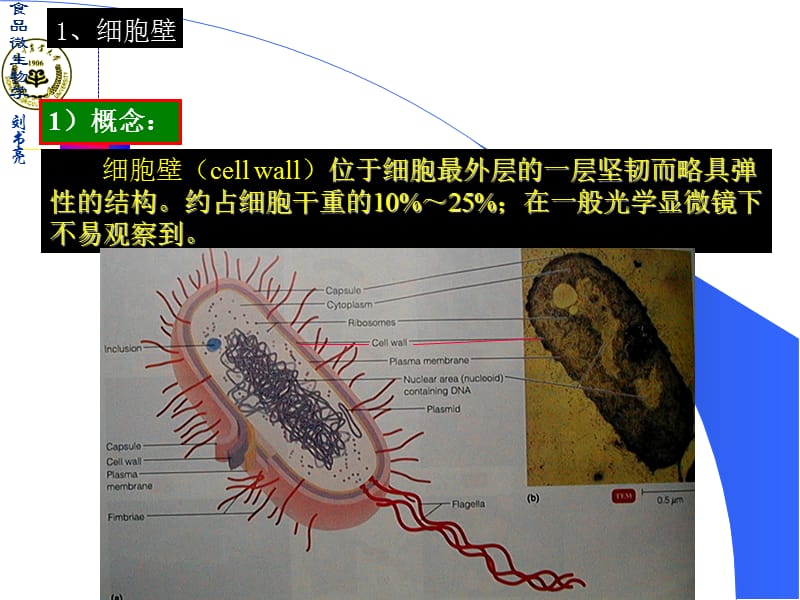 第2章微生物2-2013.ppt_第3页
