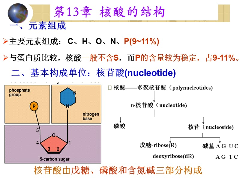 第13章核酸的结构.ppt_第1页