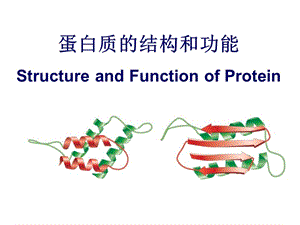 蛋白质的结构和功能.ppt