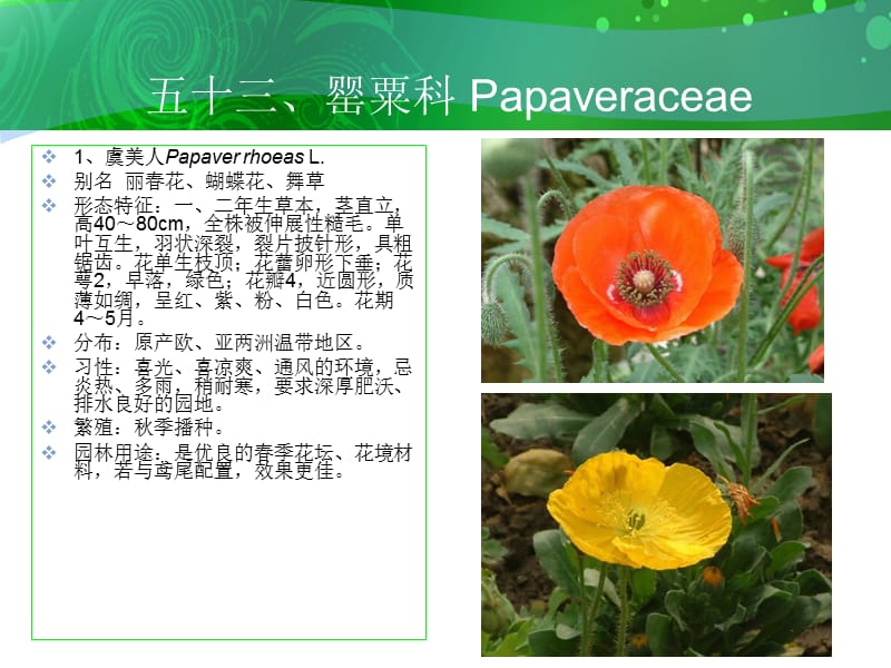 五十三罂粟科Papaveraceae.ppt_第2页