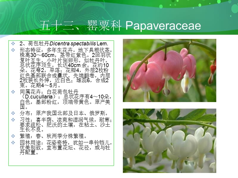 五十三罂粟科Papaveraceae.ppt_第3页