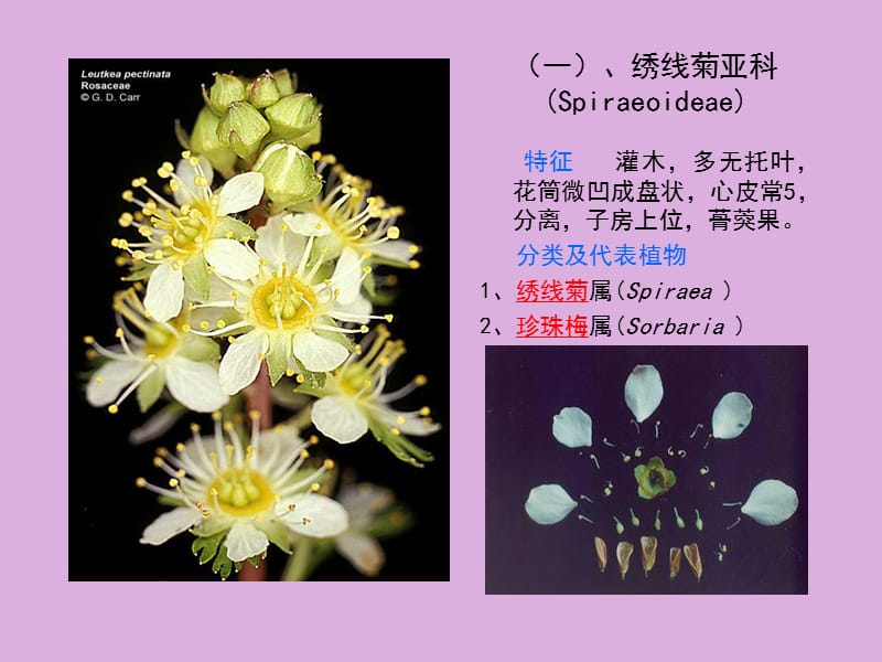 蔷薇科Rosaceae.ppt_第2页