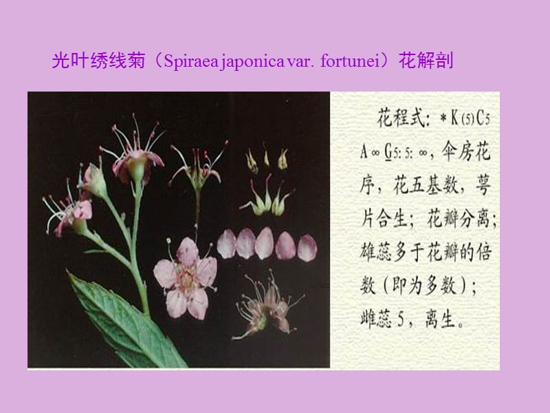 蔷薇科Rosaceae.ppt_第3页