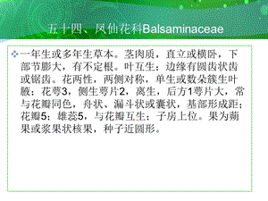 五十四凤仙花科Balsaminaceae.ppt