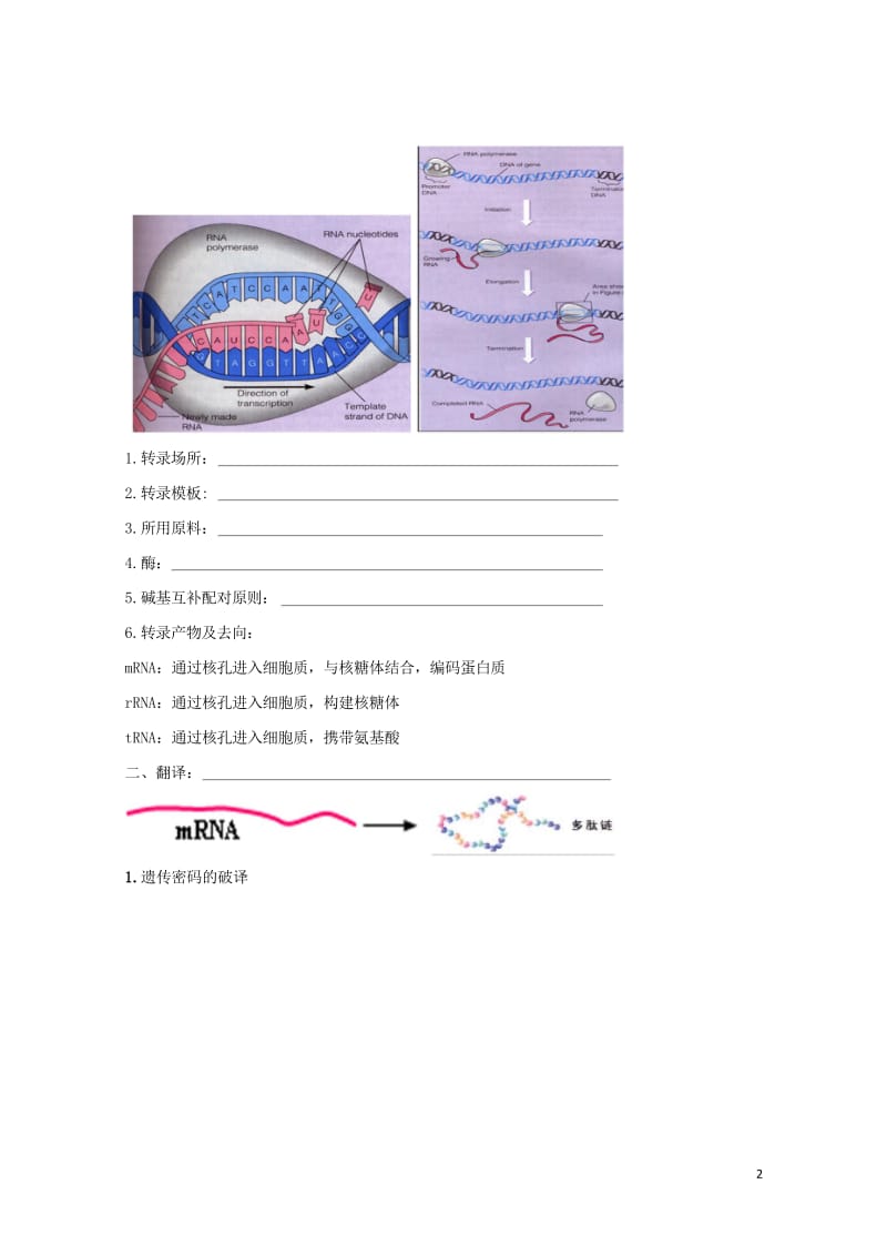 北京市第四中学2017届高考生物专题复习4基因的表达学案20170817169.wps_第2页